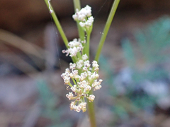 Lomatium engelmannii