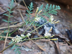 Lomatium engelmannii