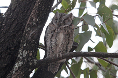 Otus senegalensis