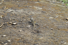 Agama agama