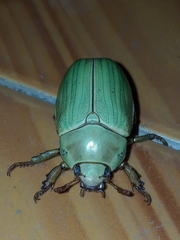 Pelidnota prasina
