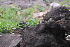Agama agama