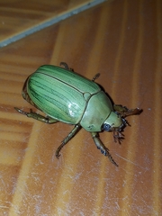 Pelidnota prasina