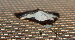 Autocharis jacobsalis