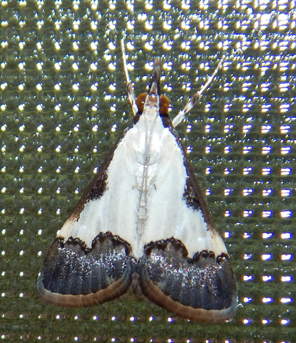 Autocharis jacobsalis (Marion & Viette, 1956)