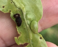 Dryocosmus quercusnotha