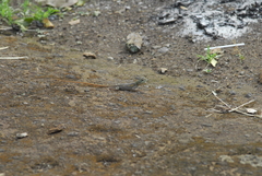 Agama agama