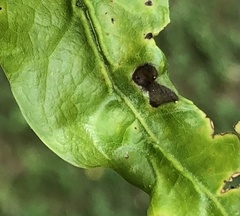 Dryocosmus quercusnotha