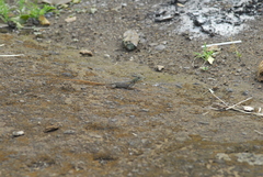 Agama agama