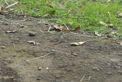 Agama agama