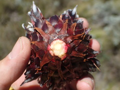 Protea scolopendriifolia