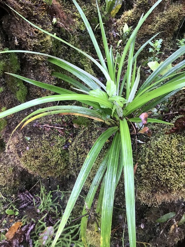 Astelia menziesiana observed 2021-05-12