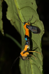 Cosmosoma flavothorax