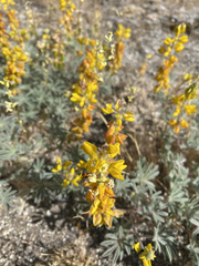 Lupinus citrinus citrinus
