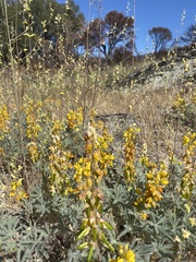 Lupinus citrinus citrinus