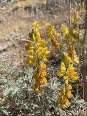 Lupinus citrinus citrinus