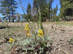 Lupinus citrinus citrinus