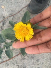 Verbesina encelioides