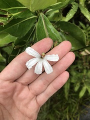 Scaevola chamissoniana