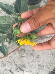 Verbesina encelioides