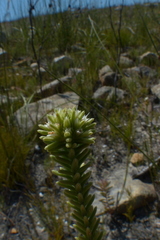 Campylostachys cernua