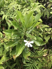 Scaevola chamissoniana