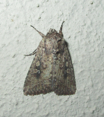Mythimna languida