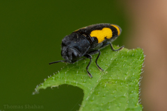 Ptosima gibbicollis