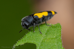 Ptosima gibbicollis