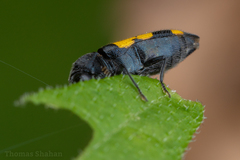Ptosima gibbicollis