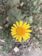 Senecio adenotrichius