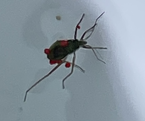 Red Freshwater Mite