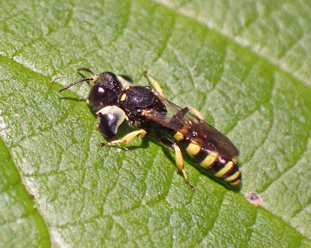 Shield-handed Wasps from Sonoma County, CA, USA on May 12, 2021 at 11: ...