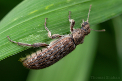 Retocomus wildii
