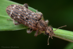 Retocomus wildii