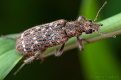 Retocomus wildii