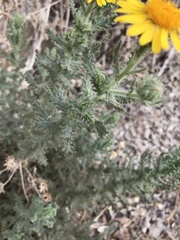 Senecio adenotrichius