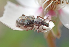 Stamoderes uniformis