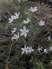 Phlox austromontana