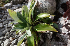 Celmisia holosericea