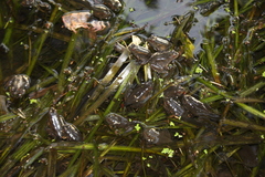 Lithobates heckscheri