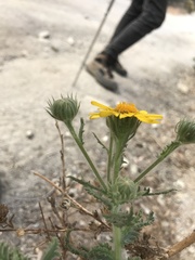 Senecio adenotrichius