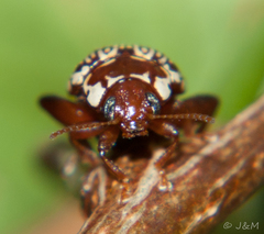 Calotheca