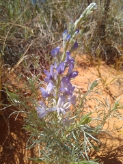 Sophora stenophylla