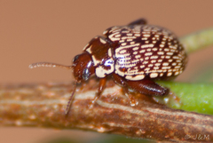 Calotheca