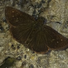 Dalla ibhara
