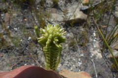 Campylostachys cernua