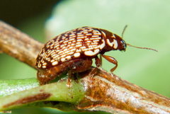 Calotheca