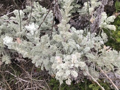 Artemisia pycnocephala