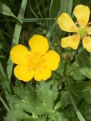 Ranunculus repens
